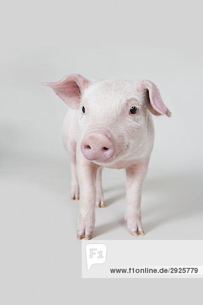 Ferkel Studioaufnahme
