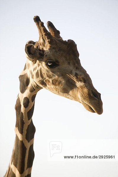 Side view of a giraffe