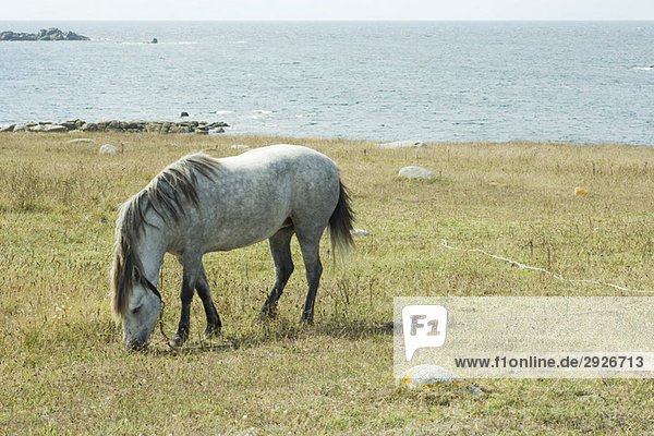 Horse grazing in field  sea in background
