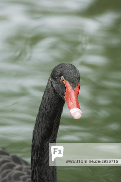 Black swan in pond  close-up