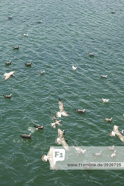 Flock of gulls settling on sea