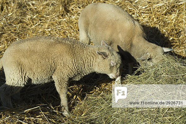 Sheep eating hay
