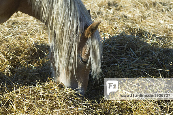 Horse eating hay  close-up