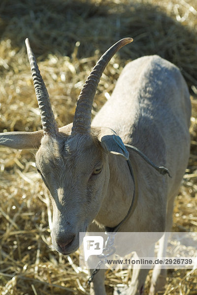 Goat with horns  close-up
