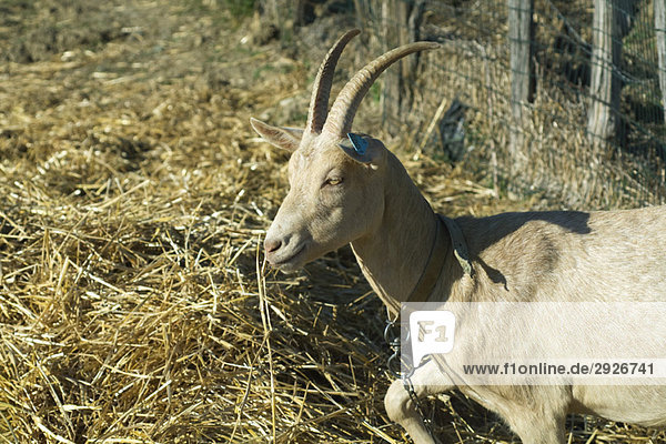 Horned goat in pen  side view