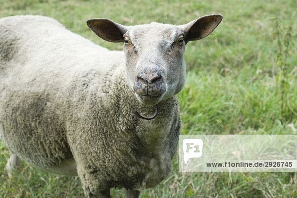 Schafe auf der Weide stehend  mit Blick auf die Kamera