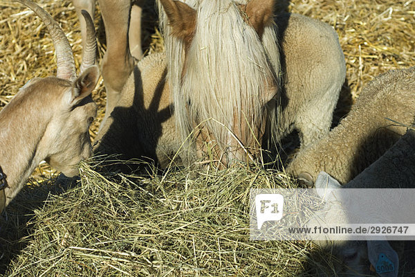 Farm animals eating hay  close-up