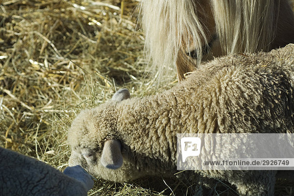 Sheep and horse eating hay  close-up