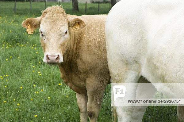 Brown cow in pasture with white cow  looking at camera