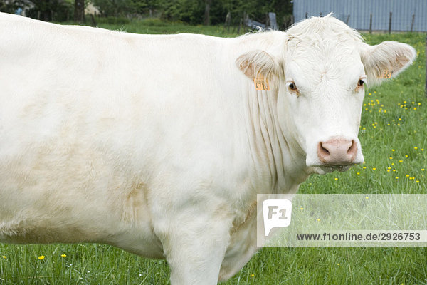 White cow in pasture  close-up