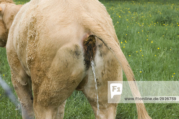 Cow urinating  rear view