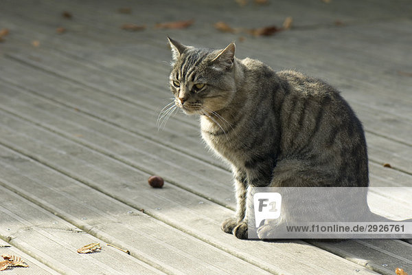 Tabby cat sitting on deck
