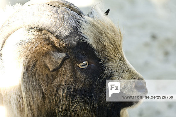 Goat  close-up