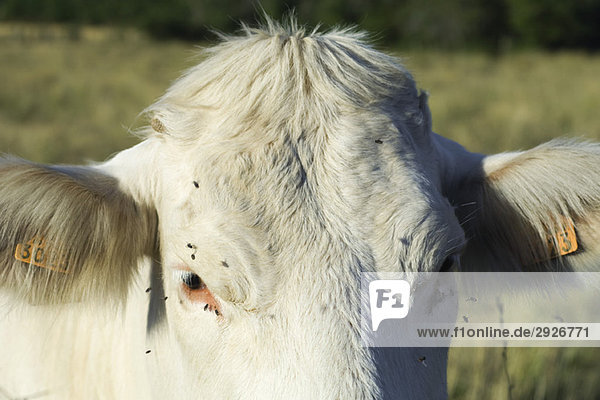 White cow with flies buzzing around its face  close-up