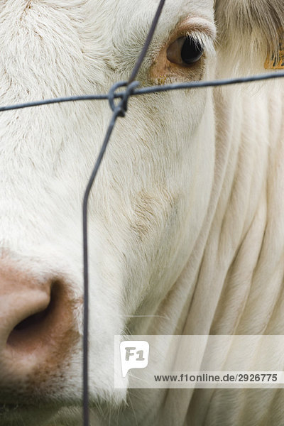 White cow behind barbed wire  extreme close-up