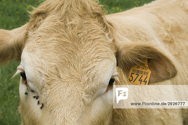 Brown cow with ear tag  close-up