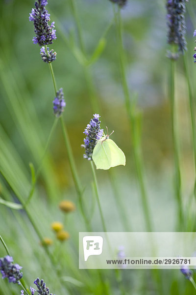 White butterfly on lavender flowers