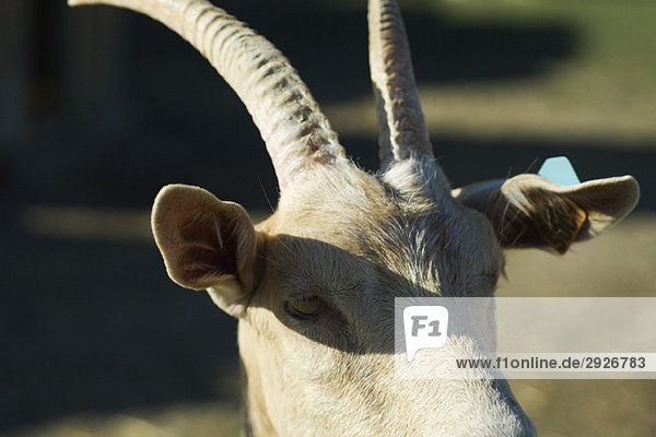 Goat with horns  close-up