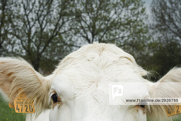 White cow looking at camera  extreme close-up
