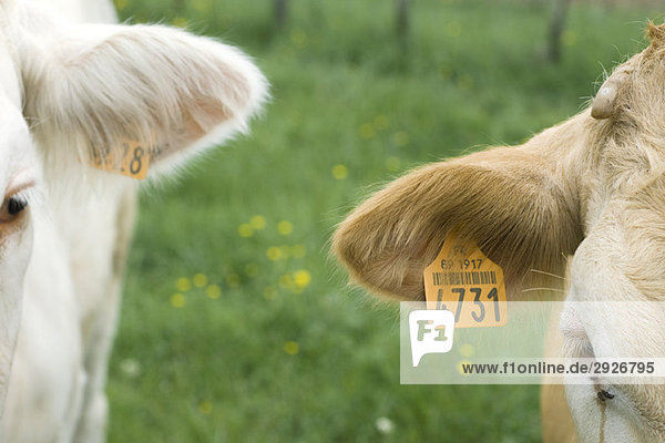 Kühe mit markierten Ohren  Nahaufnahme