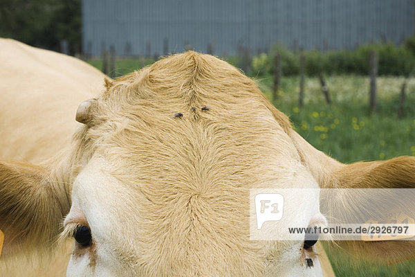 Kuh mit Fliegen auf dem Kopf  extreme Nahaufnahme