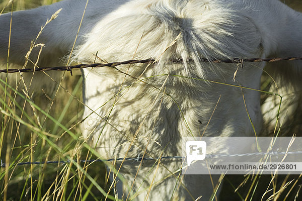 Cow leaning head against barbed wire  close-up