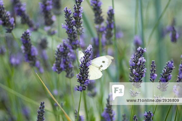 Schmetterling ruht auf Lavendel