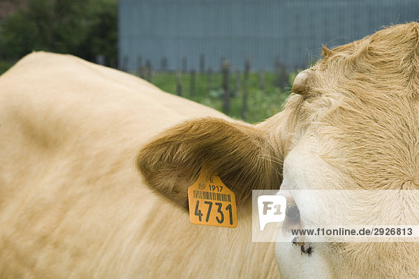 Cow with ear tag  close-up
