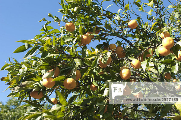 Orangenbaum schwer mit reifen Früchten