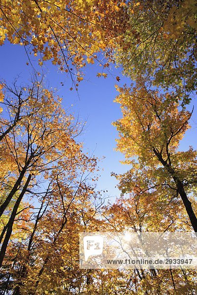 View of sugar maple trees in fall  Bas-Saint-Laurent region  Quebec.