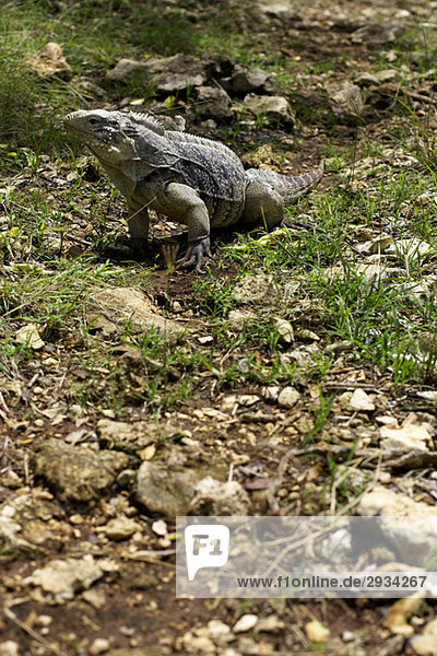 Iguana crawling on ground  Camag_É¬ºey  Cuba