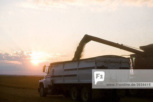 Combine unloads lentils in truck at sunset  Saskatchewan