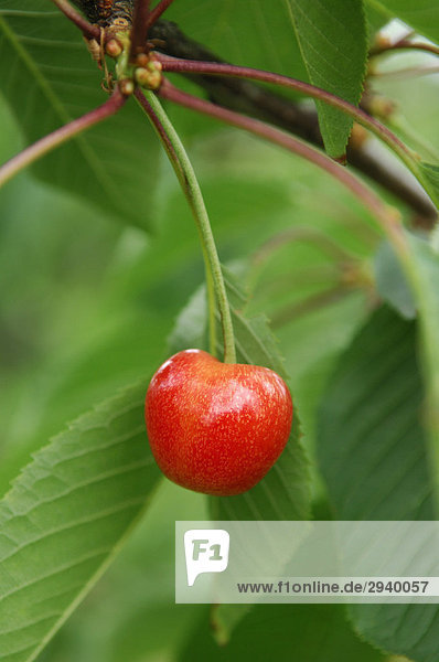 Sweet cherry  Büttners Rote Knorpelkirsche
