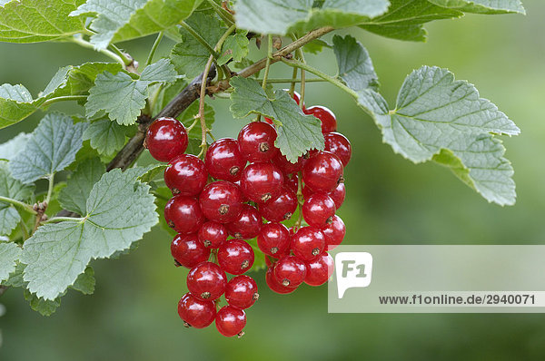 Rote Johannisbeeren  Ribes rubrum