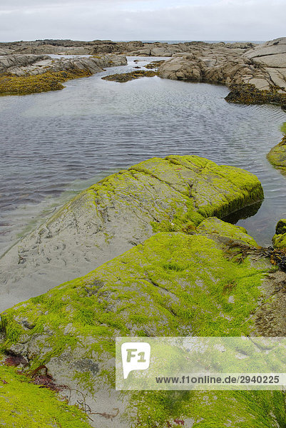 Mit leuchtend grünen Algen besetzter Granitblock in der Gezeitenzone  Donegal Irland