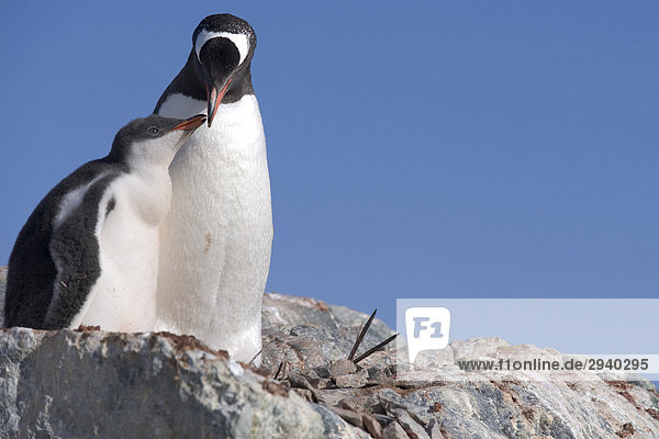 Gentoo Penguins (Pygoscelis papua)  Ronge Island  Antarctica