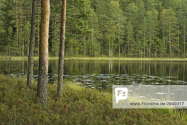 See mit Ufern  Kiefern  Wald  Helvetinjärvi Nationalpark  Finnland