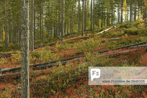 Kiefernwald  Blaubeerbüsche  Lakkapolku  Patvinsuo National Park  Finnland