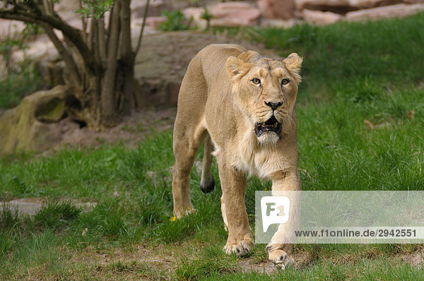 Eine Löwin (Panthera leo) Ganzansicht