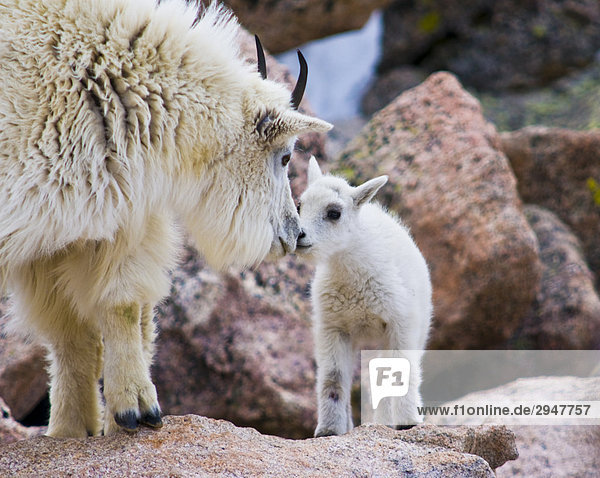 Mother Mountain Goat with Newborn Kid  Denver  Colorado