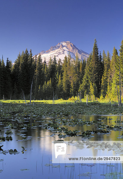 Mount Hood spiegelt sich in Trillium See mit Seerosen im Vordergrund  Oregon