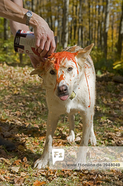 Hund wird gespült mit Tomatensaft nach Versprühen durch ein Stinktier