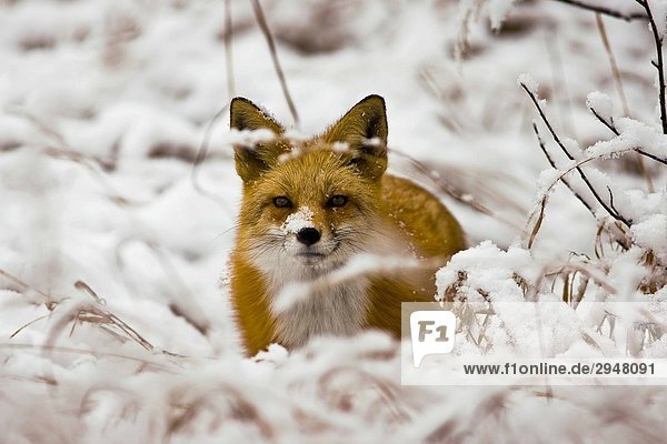 Red Fox wird durch ein schneebedecktes Pinsel