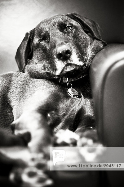 Portrait eines Hundes lässig auf Stuhl
