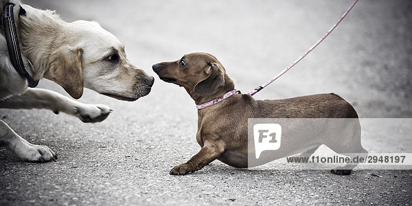 Ein gelber Labrador Retriever und ein Dackel treffen auf einem Spaziergang