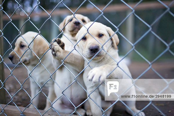 Yellow Labrador Retriever Puppies hinter Kennel Fechten