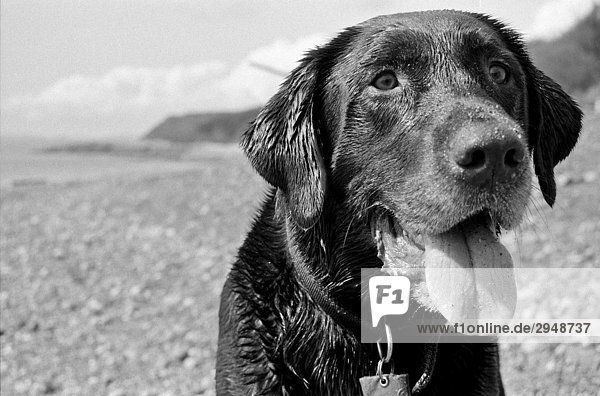 Labrador retriever on sandy beach  Victoria  British Columbia