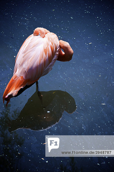 Rosa Flamingo Standing in Wasser mit Spiegelung  Granby Zoo  Granby  Québec