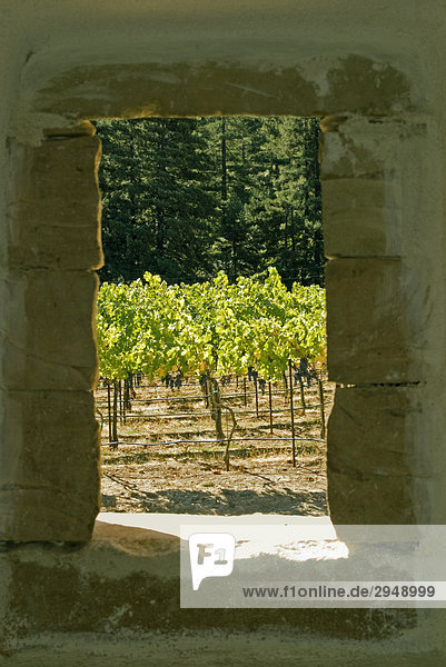 USA  California  Calistoga  Castello di Amorosa Weingut  Weinberge durch die Stein-Fenster
