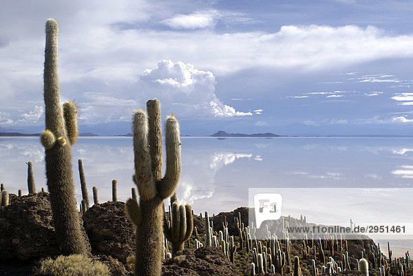 Kakteen (Trichocereus pasacana bzw. Echinopsis atacamensis) auf der Isla del Pescado in der Salzwüste von Uyuni  Bolivien